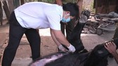 Bốn cá thể gấu ở Đồng Nai chết bất thường