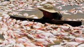 Bộ Tài nguyên và Môi trường đề nghị Đồng Nai sớm xác định nguyên nhân cá chết trên hồ Trị An
