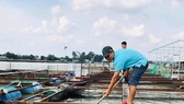 Cá bè chết bất thường trên sông Đồng Nai