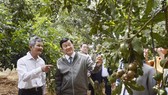 Former President Truong Tan Sang visits a macadamia farm in the highland province of Lam Dong  (Photo: SGGP)
