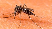 First people succumbs to dengue in Hanoi
