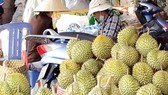 Bumper crop, durian price in Dak Lak province hits record