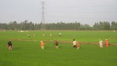 Farmers in Dong Thap are taking care of the summer-fall crop (Photo: SGGP)