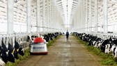 Vinamilk inaugurates IT-adopted milk cow farm in Thanh Hoa