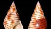Vietnamese woman dies after eating bizarre sea snail