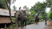 Before, visitors pay for elephant riding in the park (Photo: SGGP)