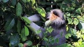 Project on rare primate preservation launched in Thanh Hoa