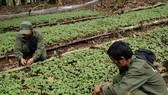 A garden of Ngoc Linh ginseng seedlings of the Dak To Forestry Co. Ltd (Photo: VNA)