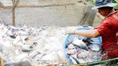 Exports of tra fish earns US$1.2 billion in first seven months
