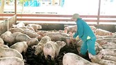 Experts warns farmers to be cautious about raising more pigs