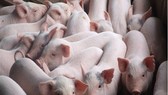 African swine fever not cause for pig death in Vietnam’s north