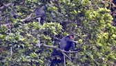  Grey-shanked douc langurs in Nui Thanh’s Hon Do mountain (Photo: baoquangnam.vn)