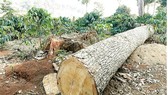Forests in the Central Highlands has been chopped down for coffee plantation (Photo: SGGP)