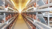 Government encourages project to export one million of chicken per week