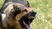 46 dog bite-related deaths reported countrywide