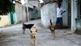 Free-roaming dogs and rabies transmission are integrally linked (Photo: SGGP)