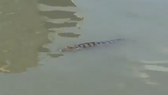 District authority warns people to be aware of crocodiles in Saigon river