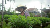 Growers in Central Vietnam restore ornamental flower after flood for Tet market