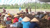 Falling prices of sweet potatoes in Mekong Delta leave farmers crying