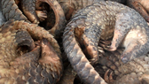 Man jailed for storing 780 kg of African pangolin scales