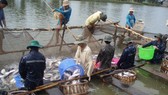 Aquatic product exports likely to earn US$9 billion in 2021: Experts