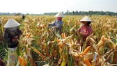 Poverty in Vietnam declines substantially over past decade: WB