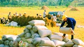 Vietnamese rice exports need diverse markets