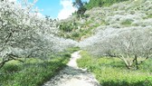White plum flower in Moc Chau Plateau, Son La Province (Photo: SGGP)