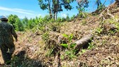 VNFOREST asks to strictly handle deforestation in Binh Dinh Province
