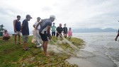 Locals rush to catch fish after storm Noru in Da Nang 