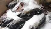 Xuất khẩu hải sản sang EU từ vị trí thứ 2 xuống thứ 5 do “thẻ vàng”