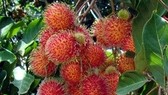 Cảnh báo vi phạm dư lượng thuốc trừ sâu vượt quá quy định của EU