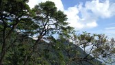 Hội thảo khu vĐến năm 2020, cấp chứng chỉ quản lý rừng bền vững đối với 500.000ha rừngực quản lý bảo vệ rừng