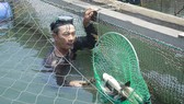 Cá chết tại cảng Dung Quất