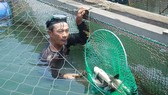 Đề nghị hỗ trợ 9,2 tỷ đồng chuyển đổi nghề nghiệp cho người nuôi cá bớp bị chết cảng Dung Quất