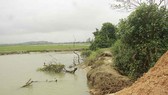 Quảng Ngãi: Không thể gieo sạ vụ mới vì đê sông sạt lở