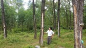 Hỗ trợ các hộ trồng rừng hướng tới cấp chứng chỉ rừng 