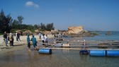 Quảng Ngãi: Tháo dỡ lồng bè, chấm dứt nuôi cá trong vùng biển Dung Quất