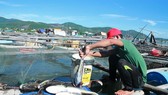 Quảng Ngãi: Cá bớp nuôi lồng bè đảo Lý Sơn chết bất thường