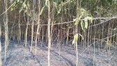 Lại xảy ra liên tiếp 2 vụ cháy rừng tại huyện Bình Sơn