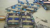 Lũ đổ bùn về, người nuôi cá chẽm sông Trà Bồng lo “cứu” cá