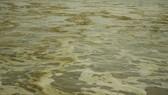 Quảng Ngãi: Nước biển vàng nâu, nổi bọt màu lan rộng đến làng biển Hải Ninh