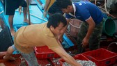 Quảng Ngãi: Sau bão, ngư dân ra khơi đánh bắt cá cơm