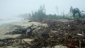 Củi khô bủa vây hơn 10km bờ biển Mỹ Khê, Quảng Ngãi.