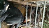 Quảng Ngãi: Sét đánh chết 4 con bò, lốc làm tốc mái nhà dân