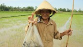 Quảng Ngãi: Chỉ 9 ngày có 237,5ha lúa xuất hiện dày đặc ốc bươu vàng gây hại