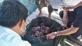 Quảng Ngãi: Mở rộng nuôi nhum sọ bảo vệ nguồn lợi thủy sản biển đảo Lý Sơn