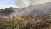 Quảng Ngãi: Liên tiếp xảy ra hai vụ cháy rừng trồng