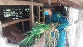 Thanh niên Quảng Ngãi giúp nông dân đang cách ly y tế thu hoạch nông sản