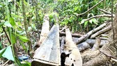 Quảng Ngãi: Làm rõ việc rừng phòng hộ Thác Trắng bị chặt phá